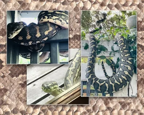 Accepting the Serpents in My Ceiling: An Evolution from Dread to Admiration